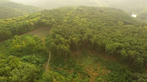 Flight over forest Stock Footage 53305455