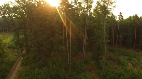 Flight over forest Stock Footage 53305570