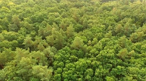 Flight over forest Stock Footage 53305823