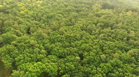 Flight over forest Stock Footage 53306068