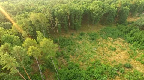 Flight over forest Stock Footage 53306466