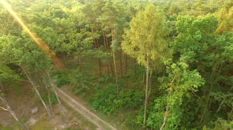 Flight over forest Stock Footage 53306656