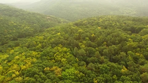 Flight over forest Stock Footage 53306696