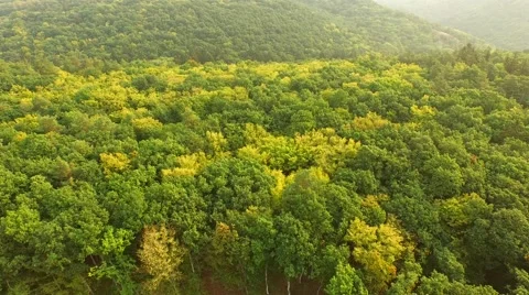 Flight over forest Stock Footage 53306734