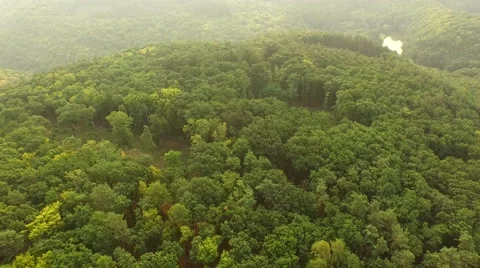 Flight over forest Stock Footage 53307394