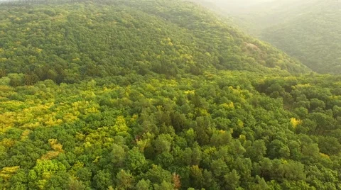 Flight over forest Stock Footage 53307567