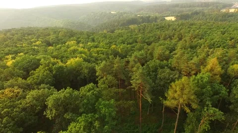 Flight over forest Stock Footage 53307766