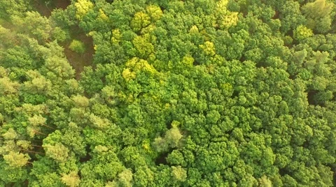 Flight over forest Stock Footage 53307828