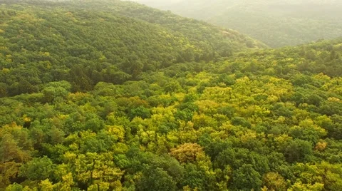 Flight over forest Stock Footage 53307973
