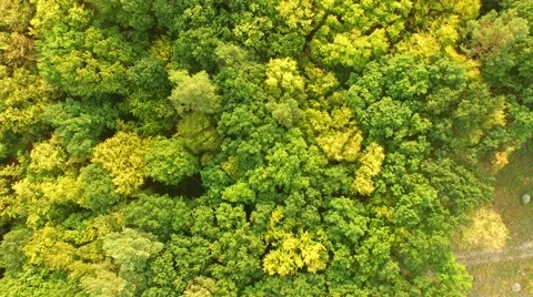 Flight over forest Stock Footage 53308156
