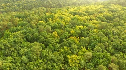 Flight over forest Stock Footage 53308260