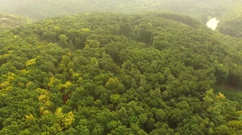Flight over forest Stock Footage 53308346