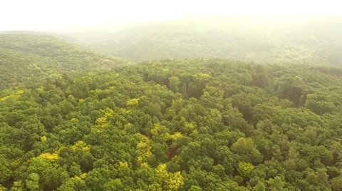 Flight over forest Stock Footage 53308464