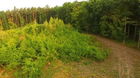 Flight over forest Stock Footage 53308620