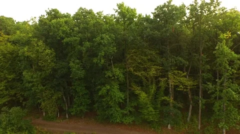 Flight over forest Stock Footage 53308772