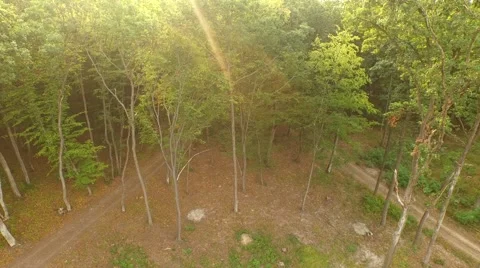 Flight over forest Stock Footage 53309050