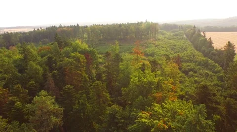 Flight over forest Stock Footage 53363977