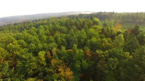 Flight over forest Stock Footage 53364030