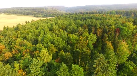 Flight over forest Stock Footage 53364206