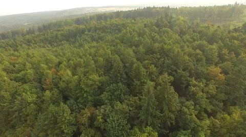 Flight over forest Stock Footage 53364492