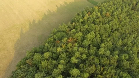 Flight over forest Stock Footage 53364766