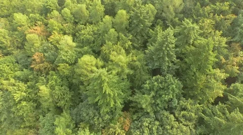 Flight over forest Stock Footage 53365988