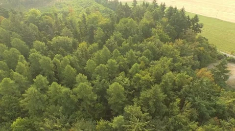 Flight over forest Stock Footage 53366100