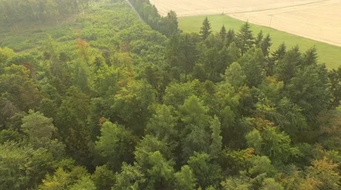 Flight over forest Stock Footage 53366212