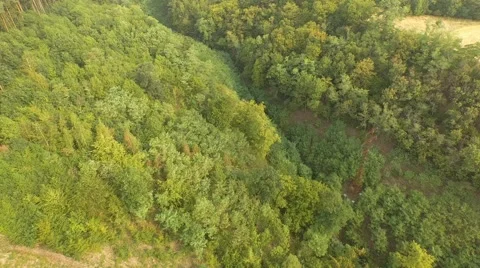 Flight over forest Stock Footage 53366865