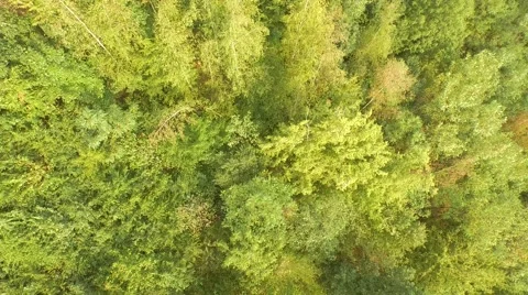 Flight over forest Stock Footage 53367204