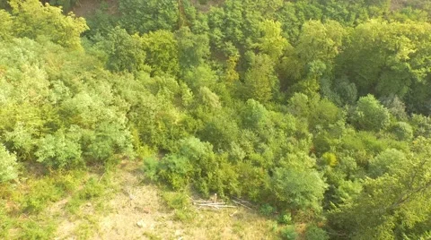 Flight over forest Stock Footage 53367213