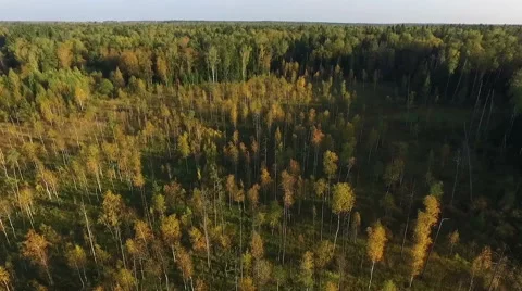 Flight over forest 스톡 동영상 60209141