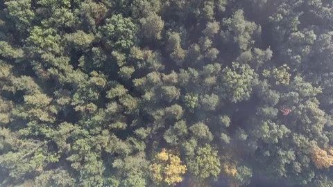 Flight over a forest Stock Footage 71060701