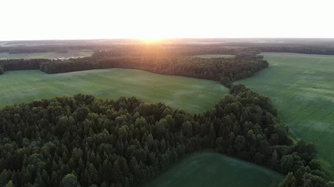 Flight over the forest. Stock Footage 111511998