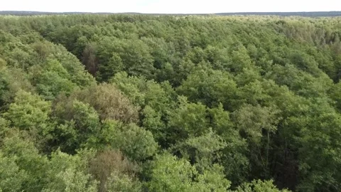 Flight over the forest Stock Footage 152775909