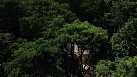 Flight over the forest Stock Footage 304446188