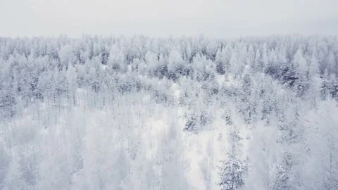 Flight over the forest in hoarfrost. Stock Footage 239938117