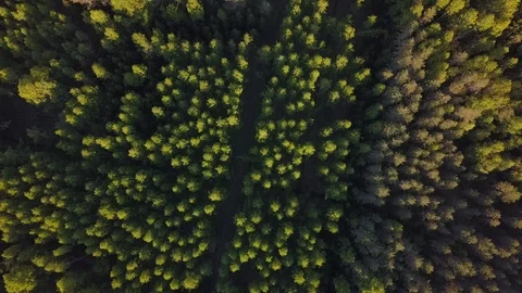 Flight over the forest to the horizon Stock Footage 105274863
