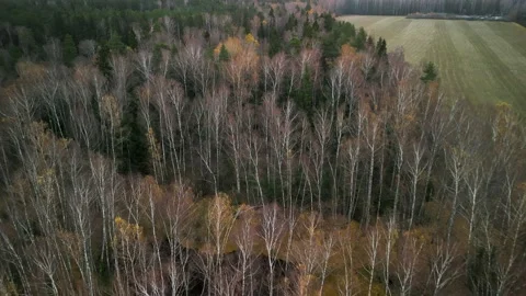 Flight over the forest lake Stock Footage 220627455