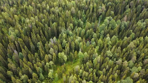 Flight over the forest, log hut, qerial top down view on forest in the summer Stock Footage 135070958