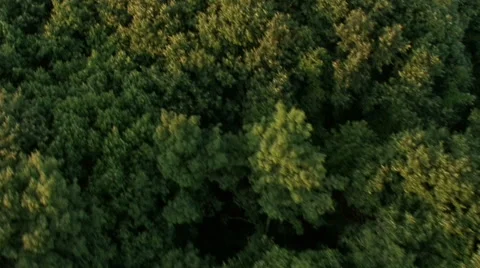 Flight over forest in mountain. Aerial View. Video stock 40477501
