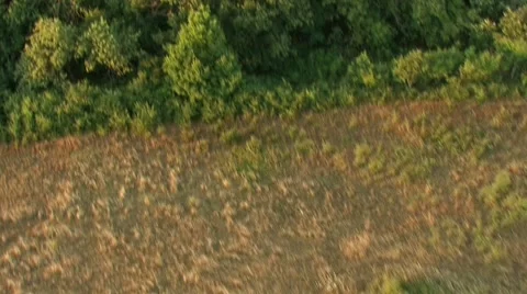Flight over forest in mountain. Aerial View. Stock Footage 40477538