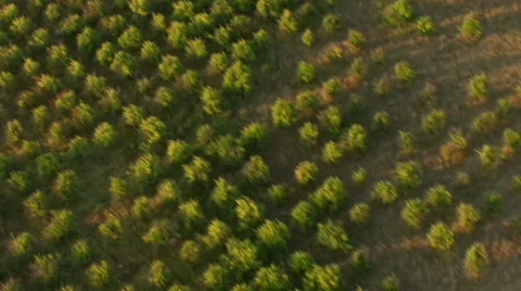 Flight over forest in mountain. Aerial View. Stock-Footage 40477884