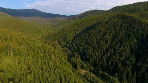 Flight over a forest mountain landscape Video stock 79999653