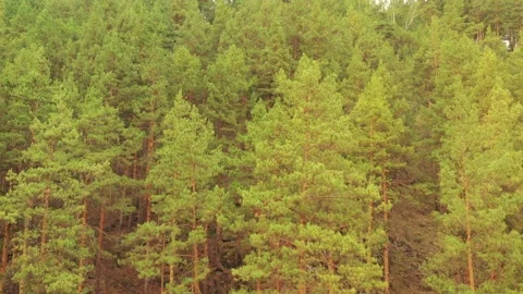 Flight over the forest in the mountains. Beautiful autumn landscape. Stock Footage 139856638