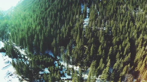 Flight over forest in mountains Video stock 50524634