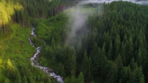 Flight over forest in mountains Stock Footage 77651599