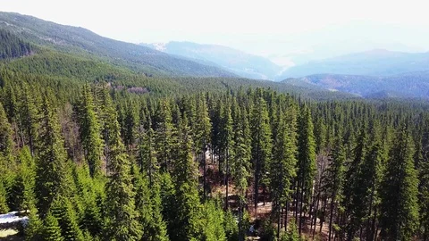 Flight over the forest in the mountains Stock Footage 116193213