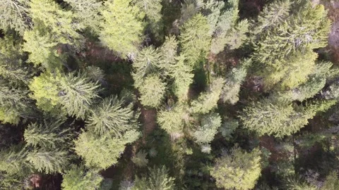 Flight over a Forest on the Mountains Stock Footage