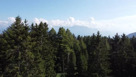Flight over a forest on the mountains Stock Footage
